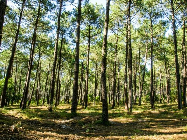 Terrain vente à France métropolitaine, Soustons