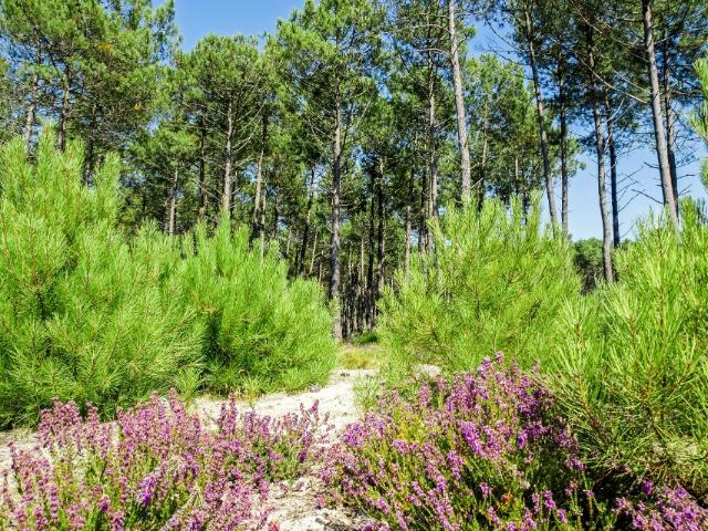 Terrain vente à France métropolitaine, Soustons
