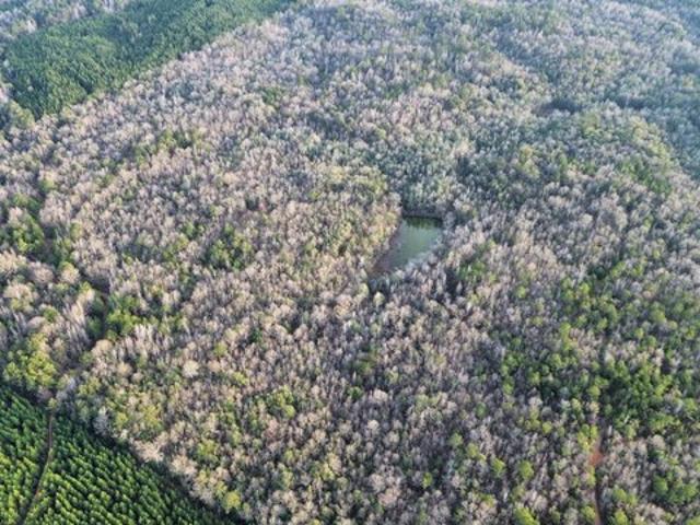 Land for sale in Dixons Mills, Alabama