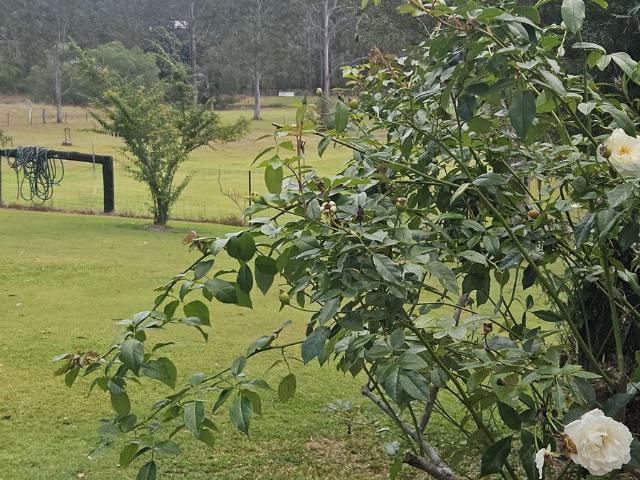 Cottage for sale in Curra, Queensland