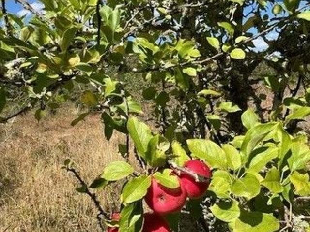 Land for sale in Musk Vale, Victoria