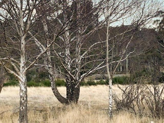 Land for sale in Rossarden, Tasmania