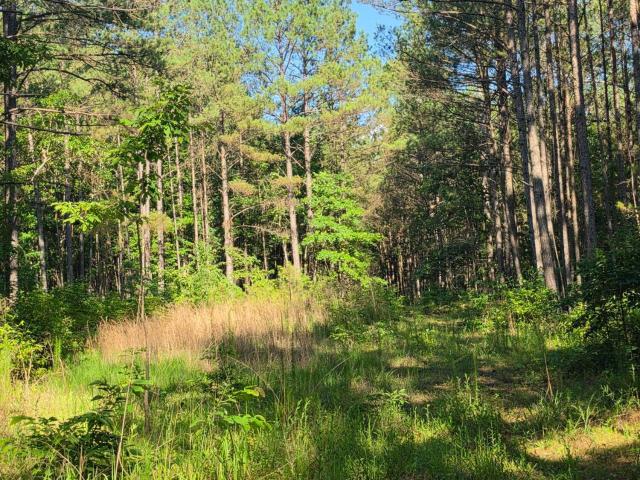 Land for sale in Choctaw, Mississippi