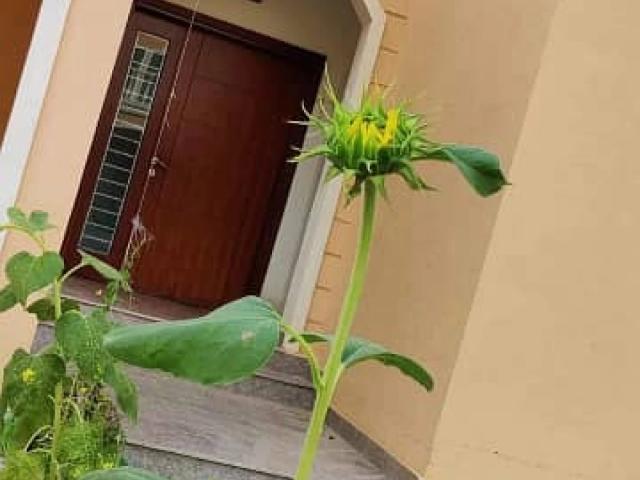 House for sale in North Waziristan, Federally Administered Tribal Areas fata