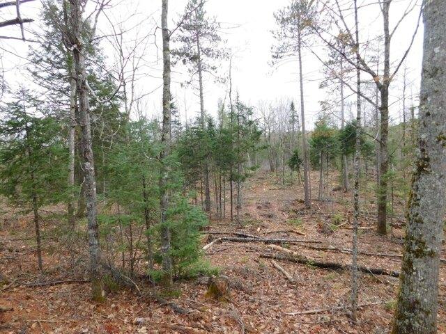 Land for sale in Greenbush, Maine