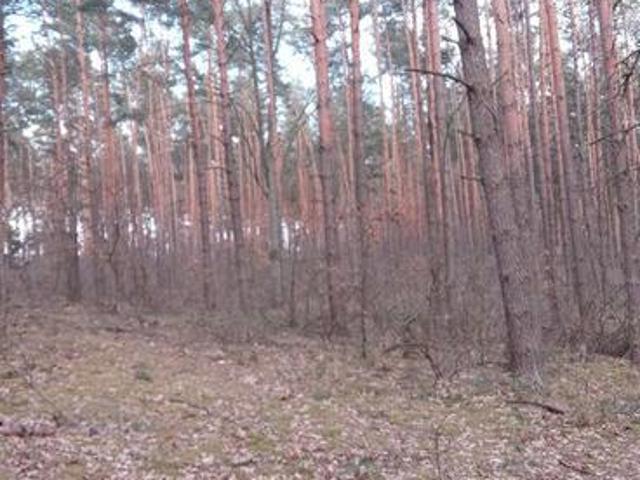 Grunt na sprzedaż w Nieporęt, Mazowieckie