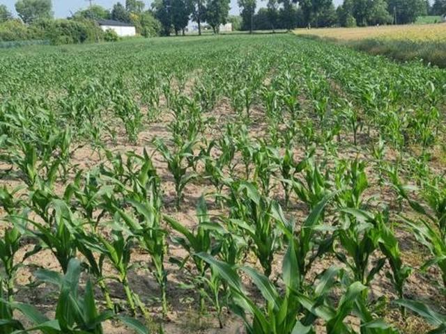 Grunt na sprzedaż w Tuszyn, Łódzkie