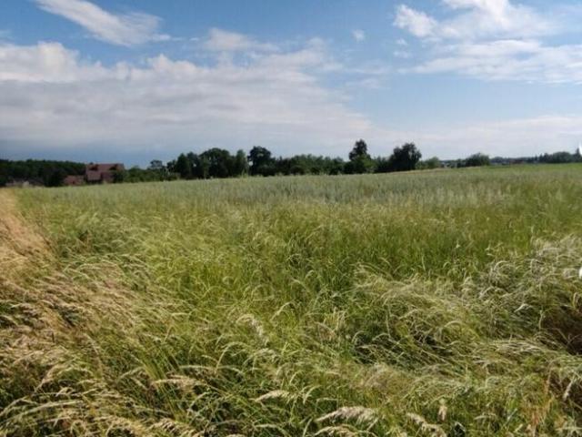 Grunt na sprzedaż w Dąbrowa Tarnowska, Małopolskie