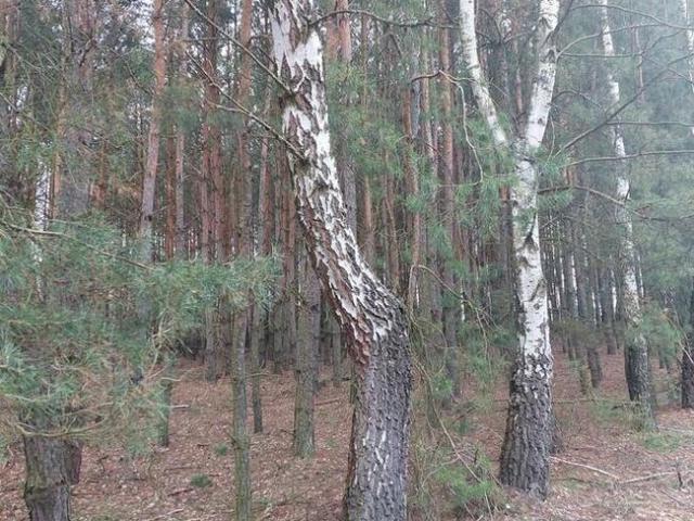 Grunt na sprzedaż w Nowy Korczyn, Świętokrzyskie