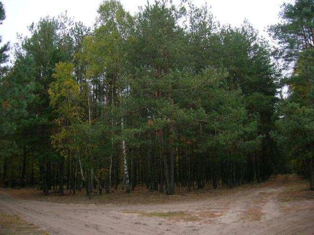 Grunt na sprzedaż w Nowy Tomyśl, Wielkopolskie