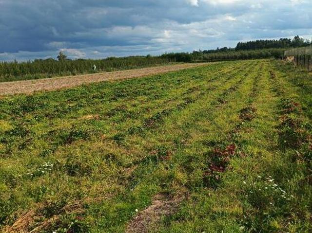 Grunt na sprzedaż w Warka, powiat grójecki