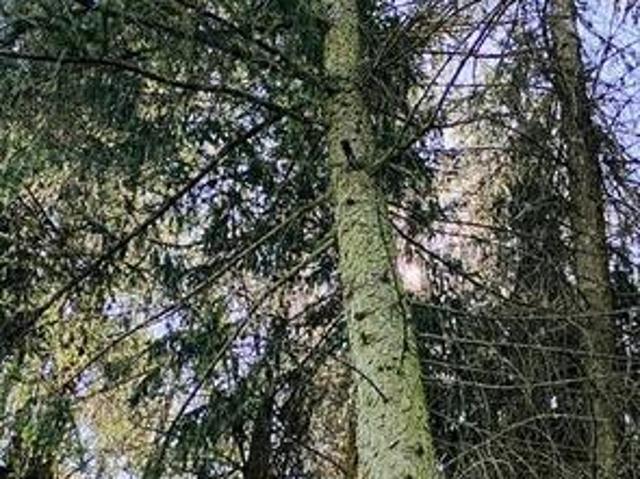 Grunt na sprzedaż w Kulesze Kościelne, Podlaskie