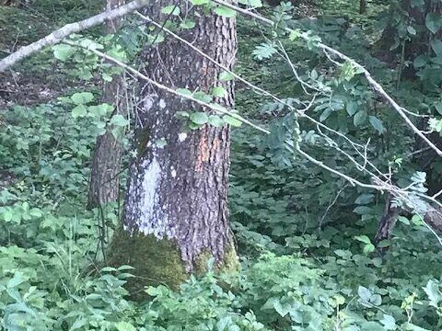 Grunt na sprzedaż w Narewka, Podlaskie