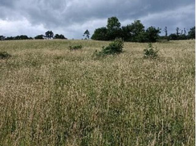 Grundstück kaufen in Neulengbach, Niederösterreich