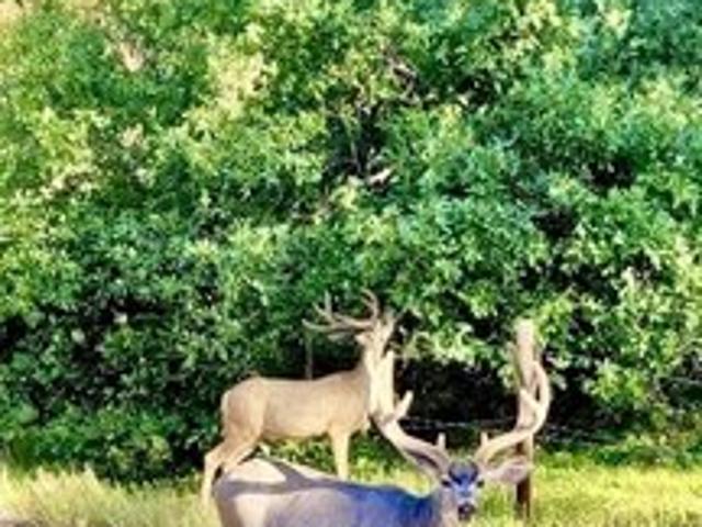 Farm for sale in Chama, New Mexico