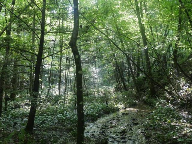 Land for sale in Virginia