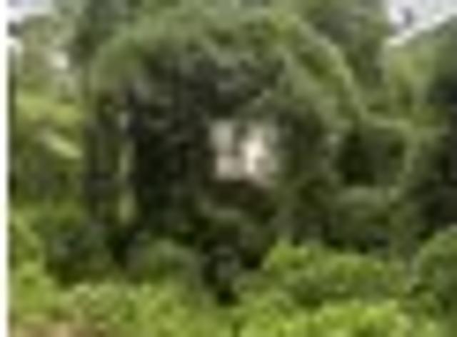 Land for sale in Tennessee