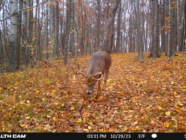 Land for sale in Viola, Wisconsin