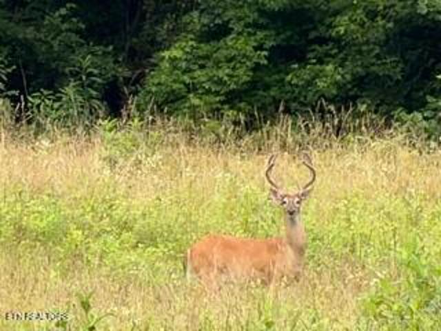 Land for sale in Pineville, Kentucky
