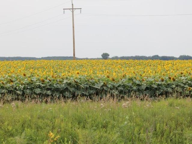 Land for sale in Pennington, Minnesota