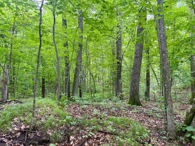 Land for sale in Longville, Minnesota