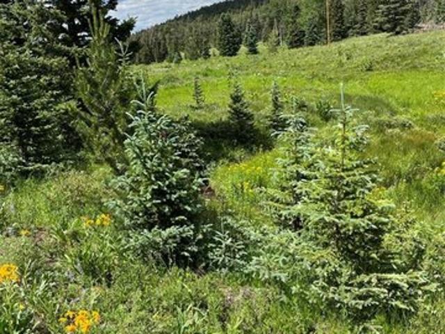 Land for sale in Fort Garland, Colorado