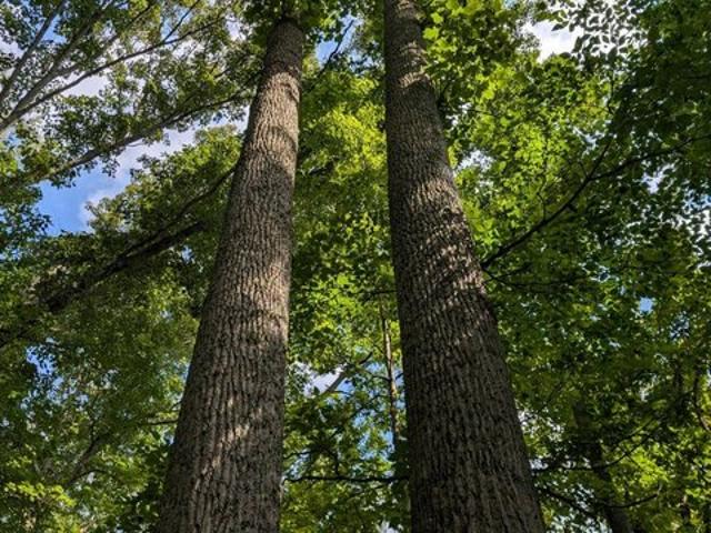 Land for sale in Ross, Ohio