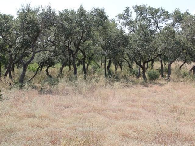 Land for sale in Castroville, Medina County