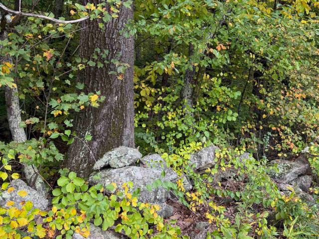 Land for sale in Winona, New Hampton