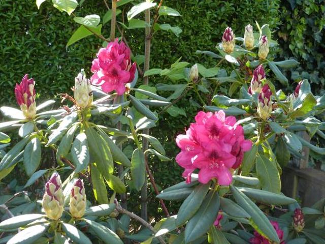 Villa till salu i Ronneby, Blekinge