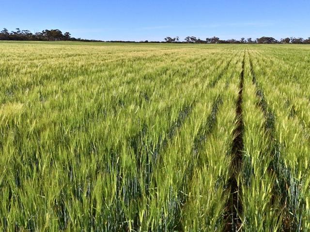 Property for sale in South Bodallin, Western Australia
