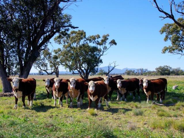 Cottage for sale in Harparary, New South Wales