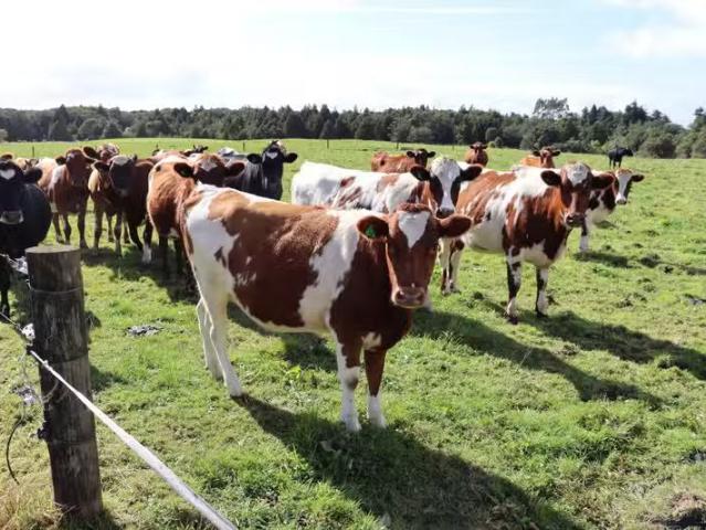 House for sale in Pembroke, Taranaki
