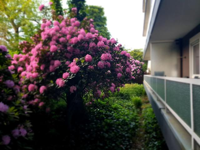 Apartment mieten in Stadtbezirk 2, Düsseldorf