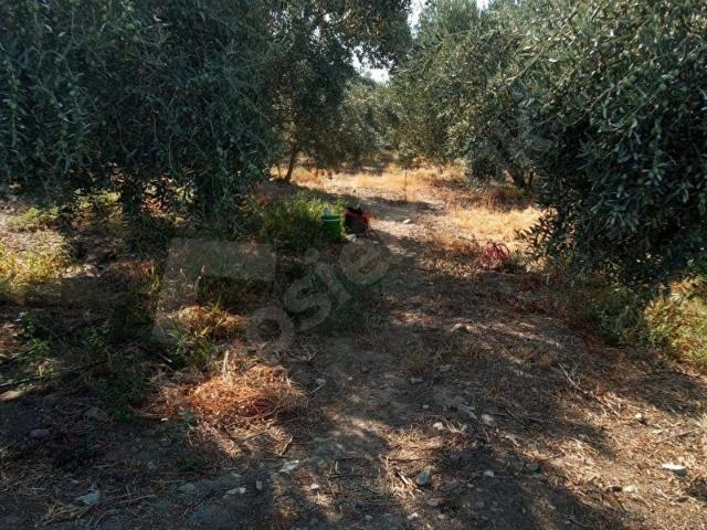 Yenice, Karacasu içerisinde satılık Arsa