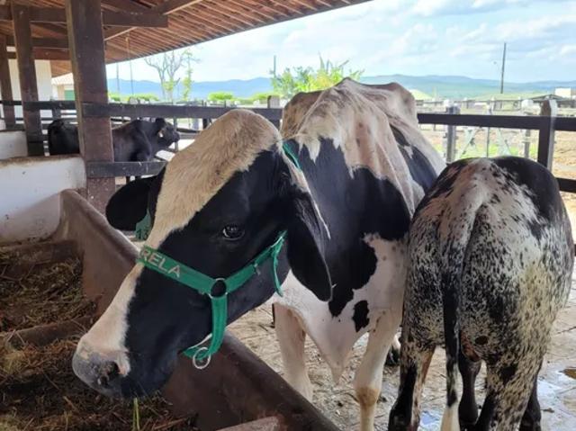 Apartamento aluguel em Região Geográfica Imediata de Caruaru, Gravata