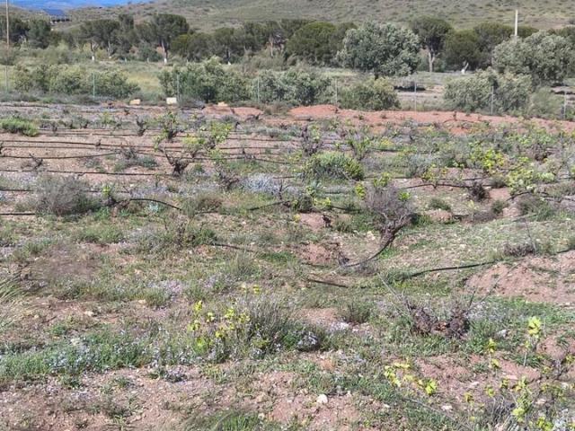 Terreno en venta en Alboloduy, Andalucía
