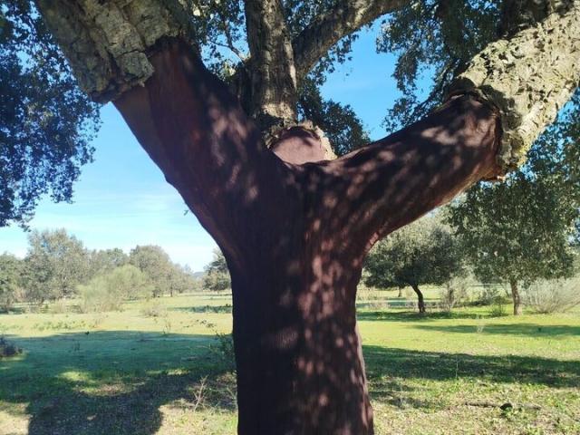 Terreno en venta en Tierra de Badajoz, Extremadura