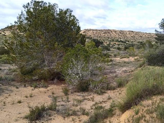 Terreno en venta en el Baix Vinalopó, Valencia