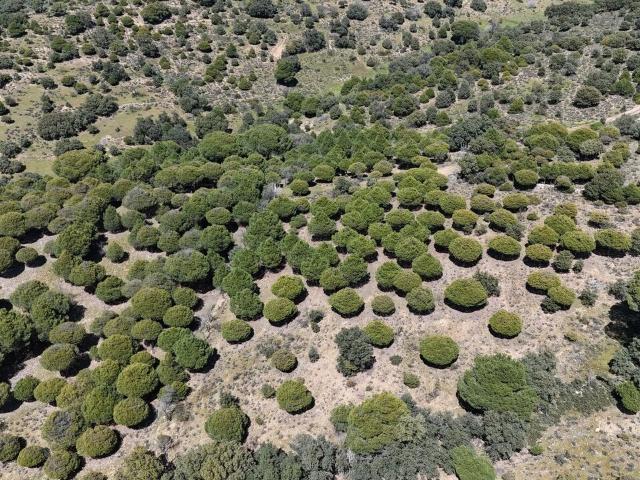 Terreno en venta en Navas del Rey, Comunidad de Madrid