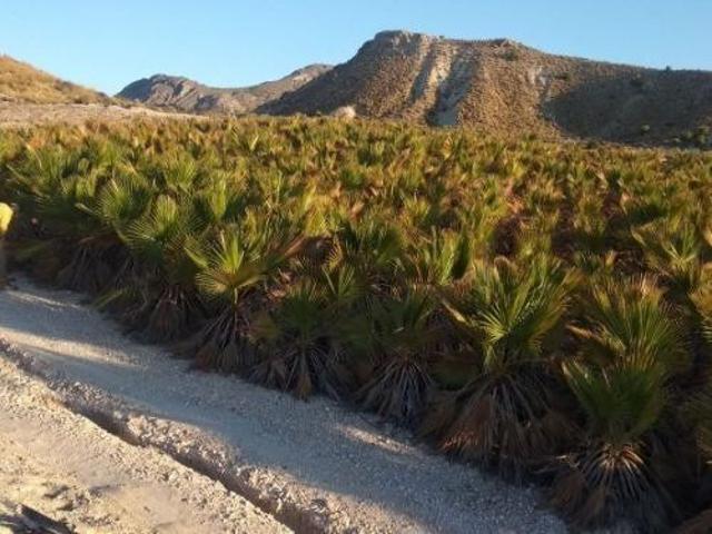 Terreno en venta en Fenazar, Oriental