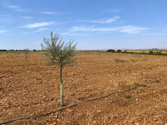 Terreno en venta en Torralba De Calatrava, Castilla-La Mancha