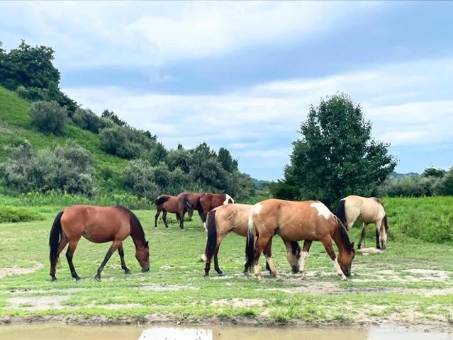 Land for sale in Robinson Creek, Kentucky