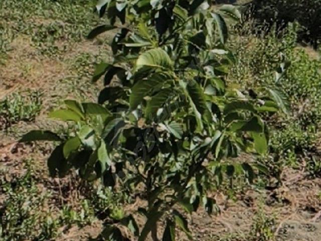 Suluova, Amasya içerisinde satılık mülk