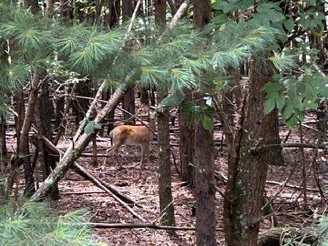 Land for sale in Blairsville, Georgia