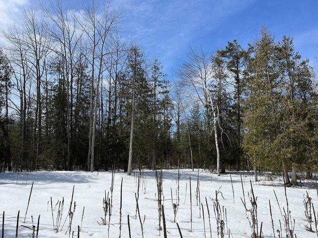 Land for sale in Presque Isle, Michigan