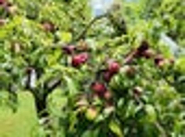 Land for sale in Waihi, Waikato