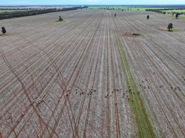Property for sale in Tabbita, New South Wales