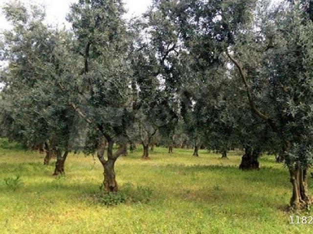 Burhaniye, Balikesir içerisinde satılık mülk