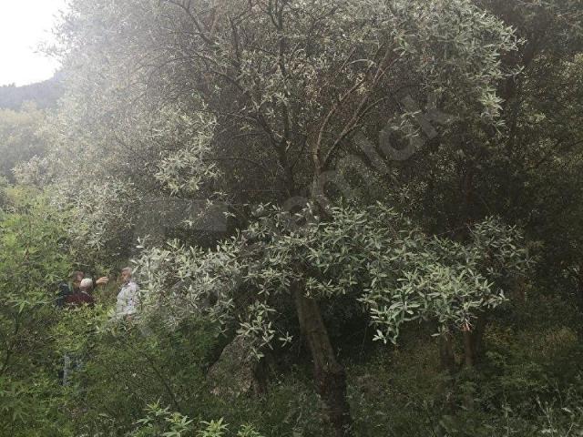 Burhaniye, Balikesir içerisinde satılık mülk
